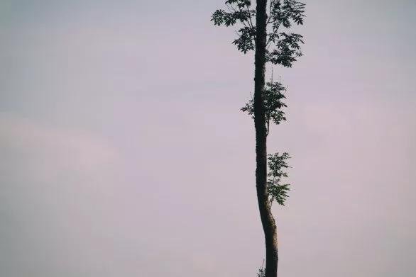 Tree over sky