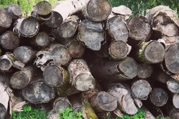 Wood log pile