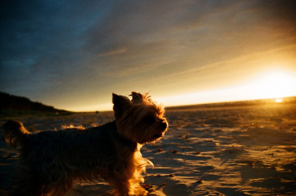 Yorkshire terrier on a beach