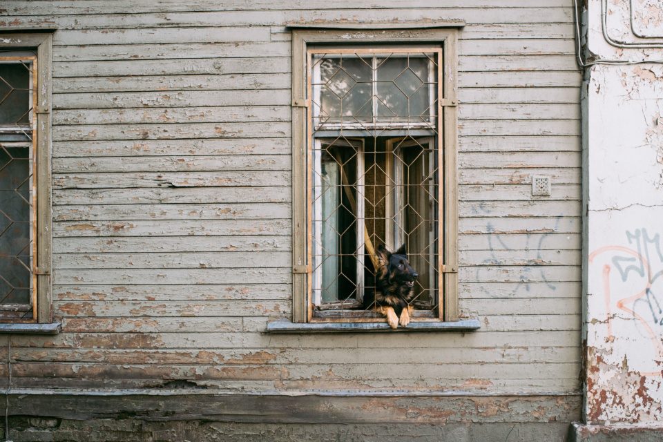 Dog in the window