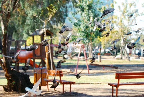 Pigeons on the children playground