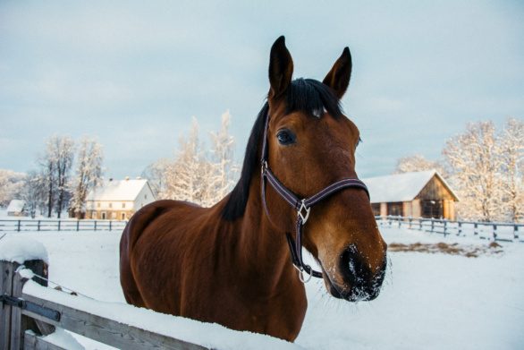 Winter horse
