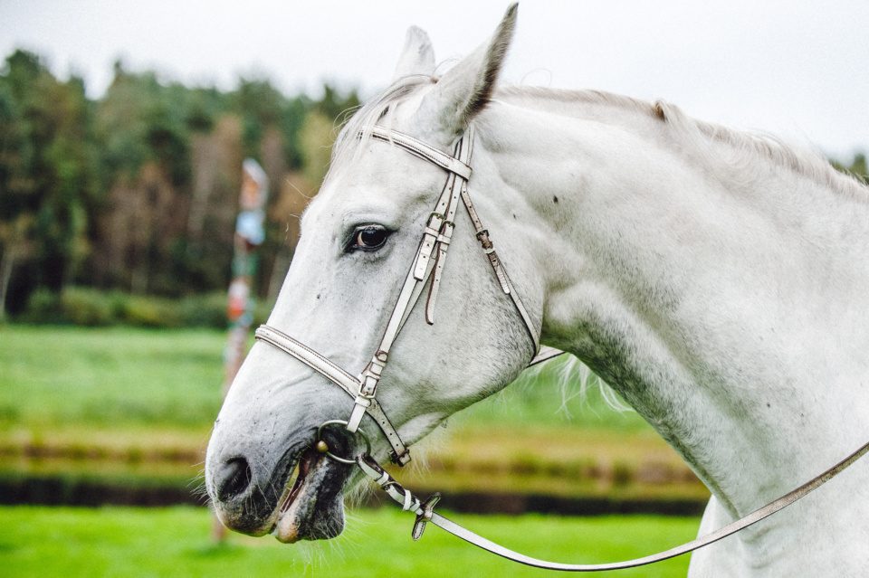 Gray dressage horse