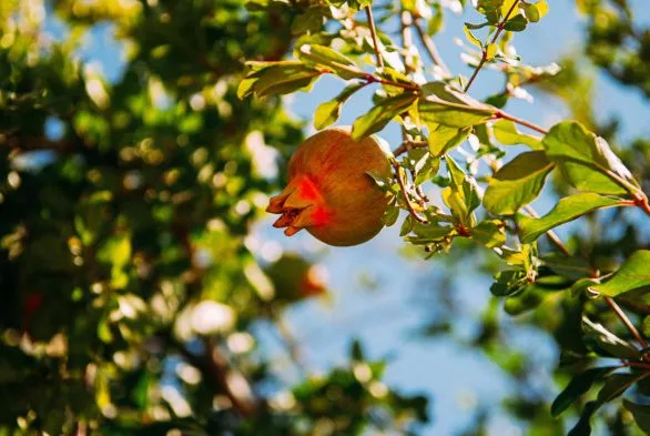 Pomegranate Fruit on Tree Branch