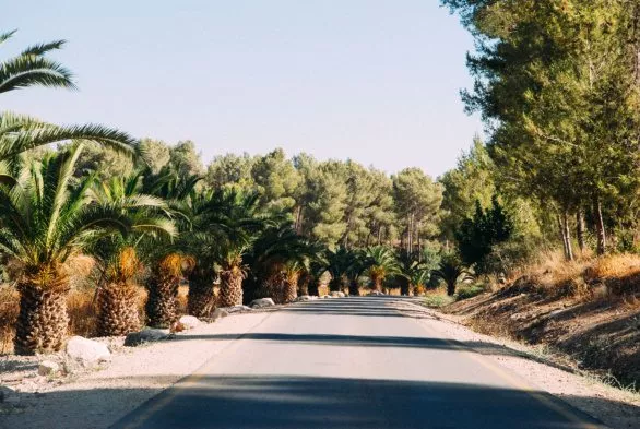 Road with palms