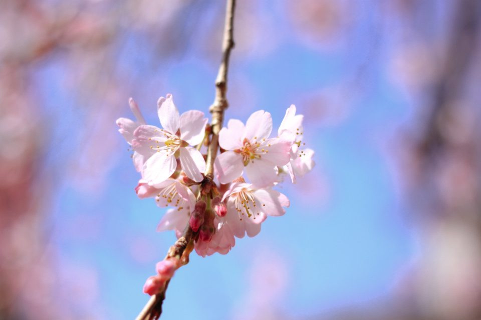 Cherry blossom detail