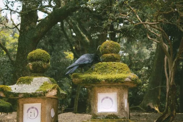 Crow in Japanese garden