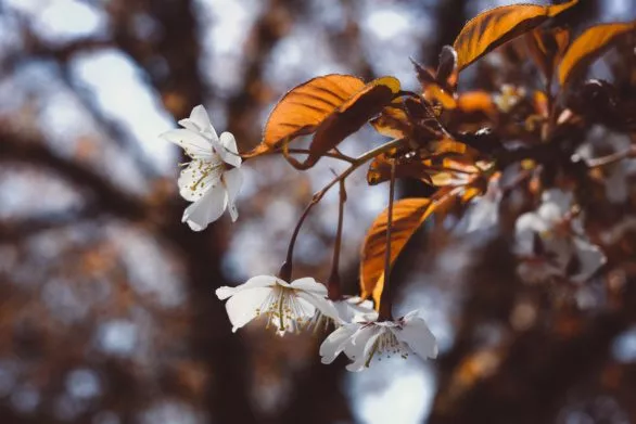 Soft white cherry blossom