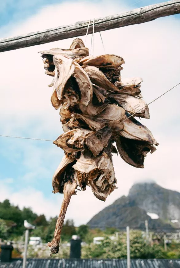 Dried cod heads