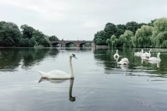 Hamburg’s Alster swans