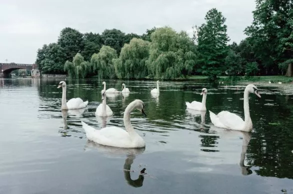 Hamburg’s Alster swans