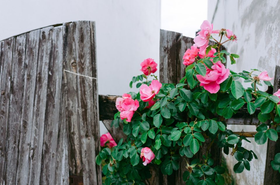 Roses and an old fence