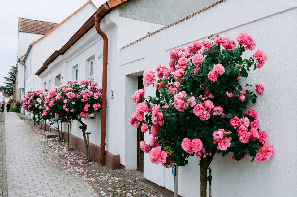 Roses against white walls