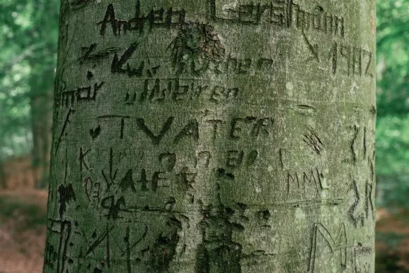Words carved in the tree