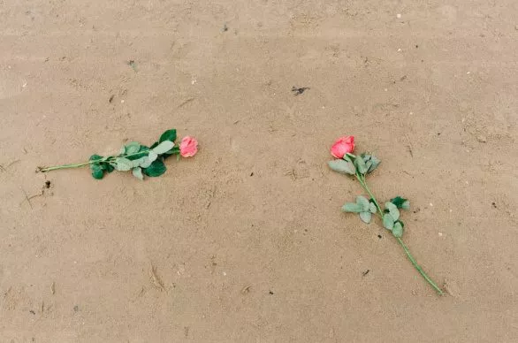 Roses on the sand