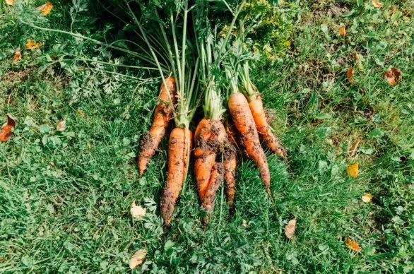 Homegrown carrots