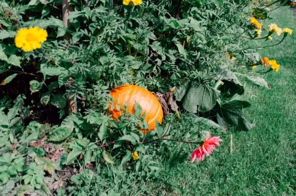 Homegrown pumpkin and flowers