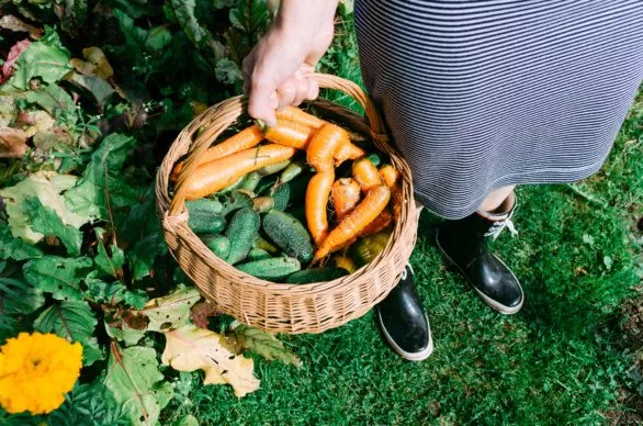 Homegrown vegetables in a basket