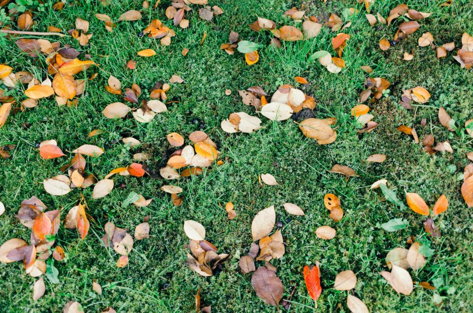 Fallen leaves on grass