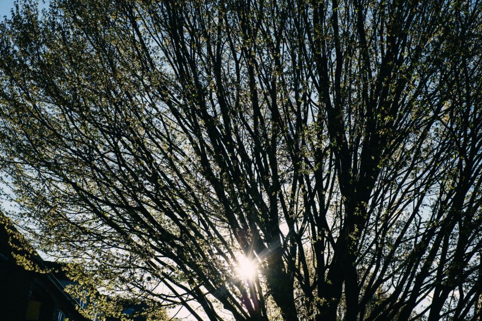 Morning sun shines through the tree
