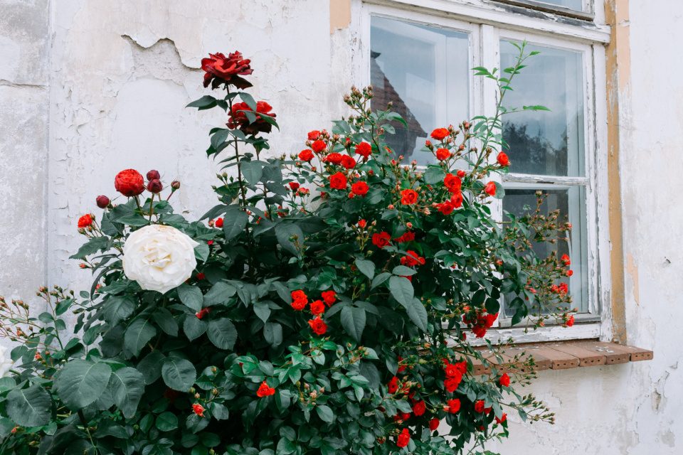 Roses and old house