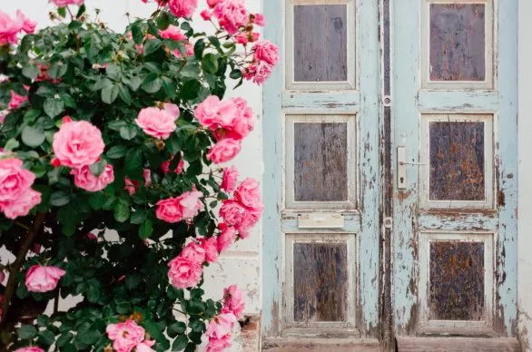 Roses and old door