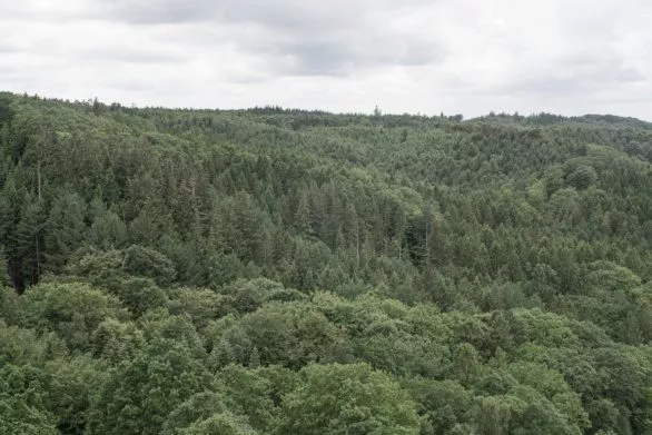 Bird eye view on forest