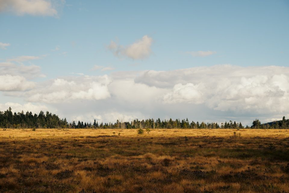 bog and forest