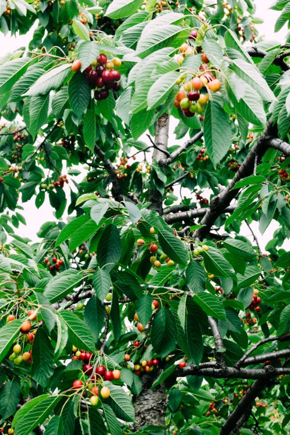 Cherries on tree
