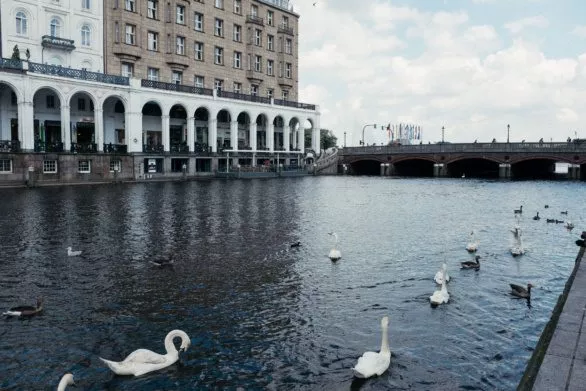 Swans on Alster in Hamburg