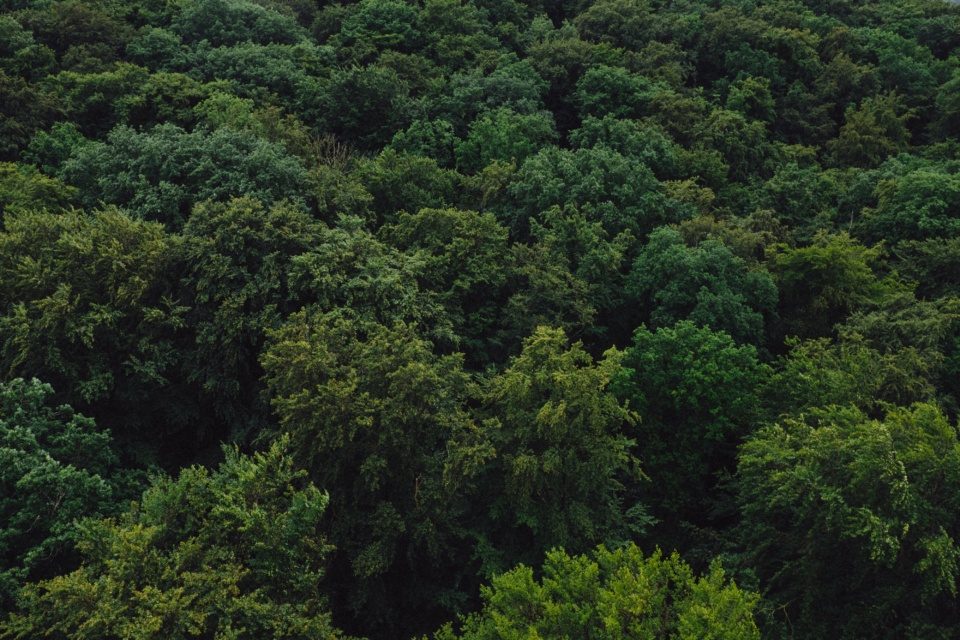Green woods from above