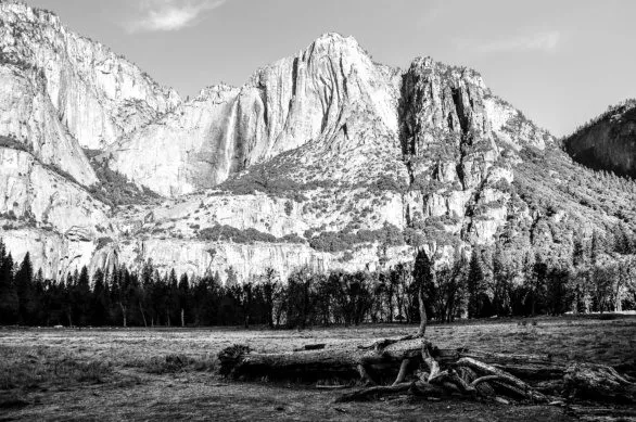 Dead tree in Yosemite