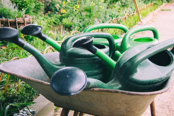 Green watering cans