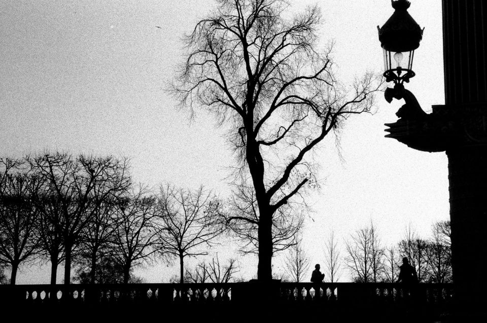 Tree in Paris Black and White