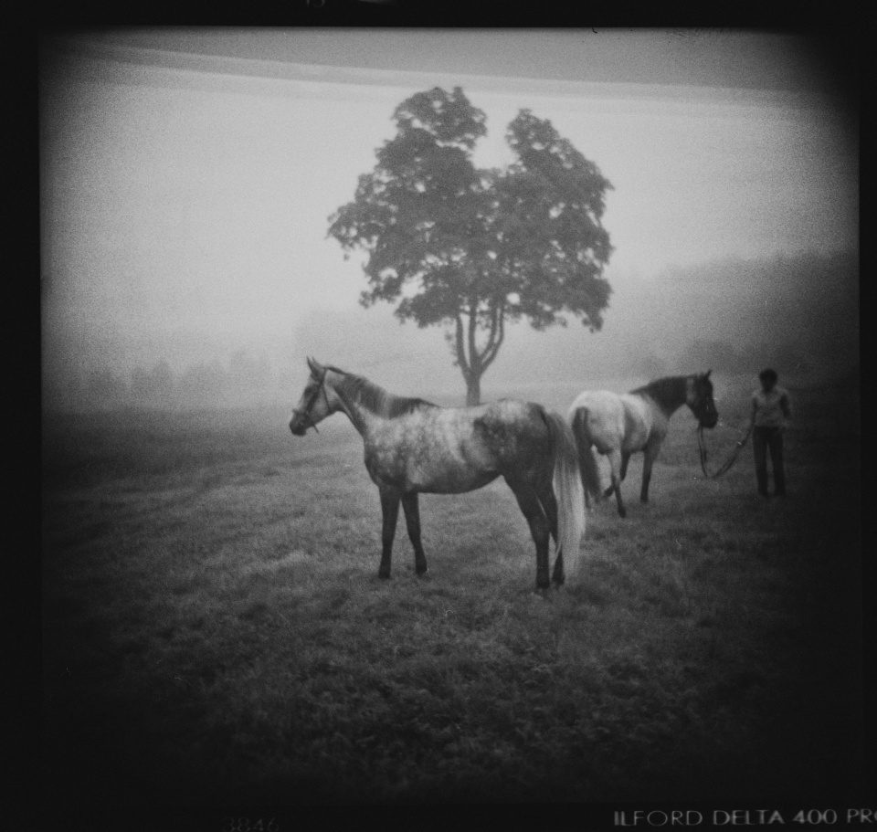 Two horses in fog