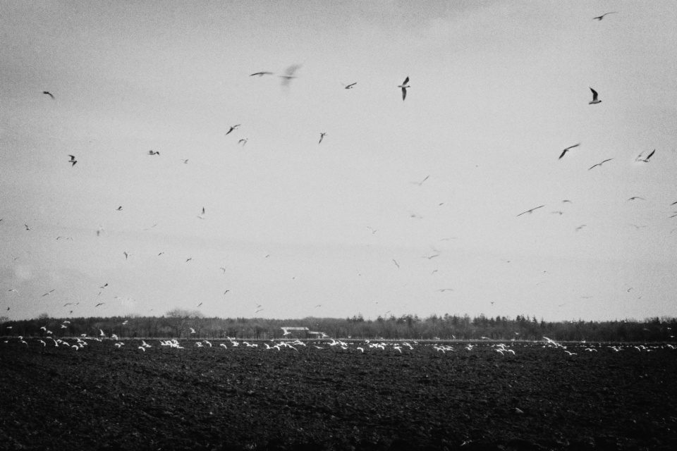 Birds flying above the field