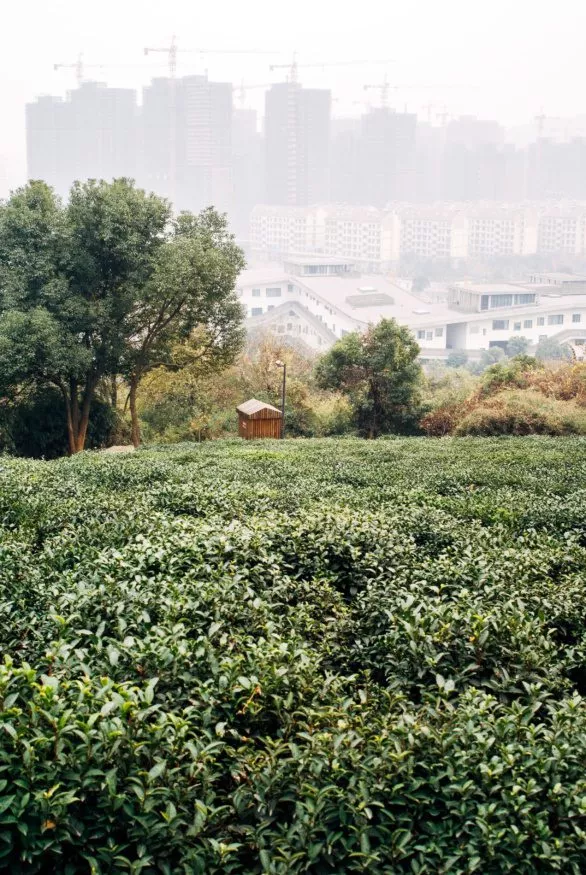 Tea plantation in Hangzhou, China