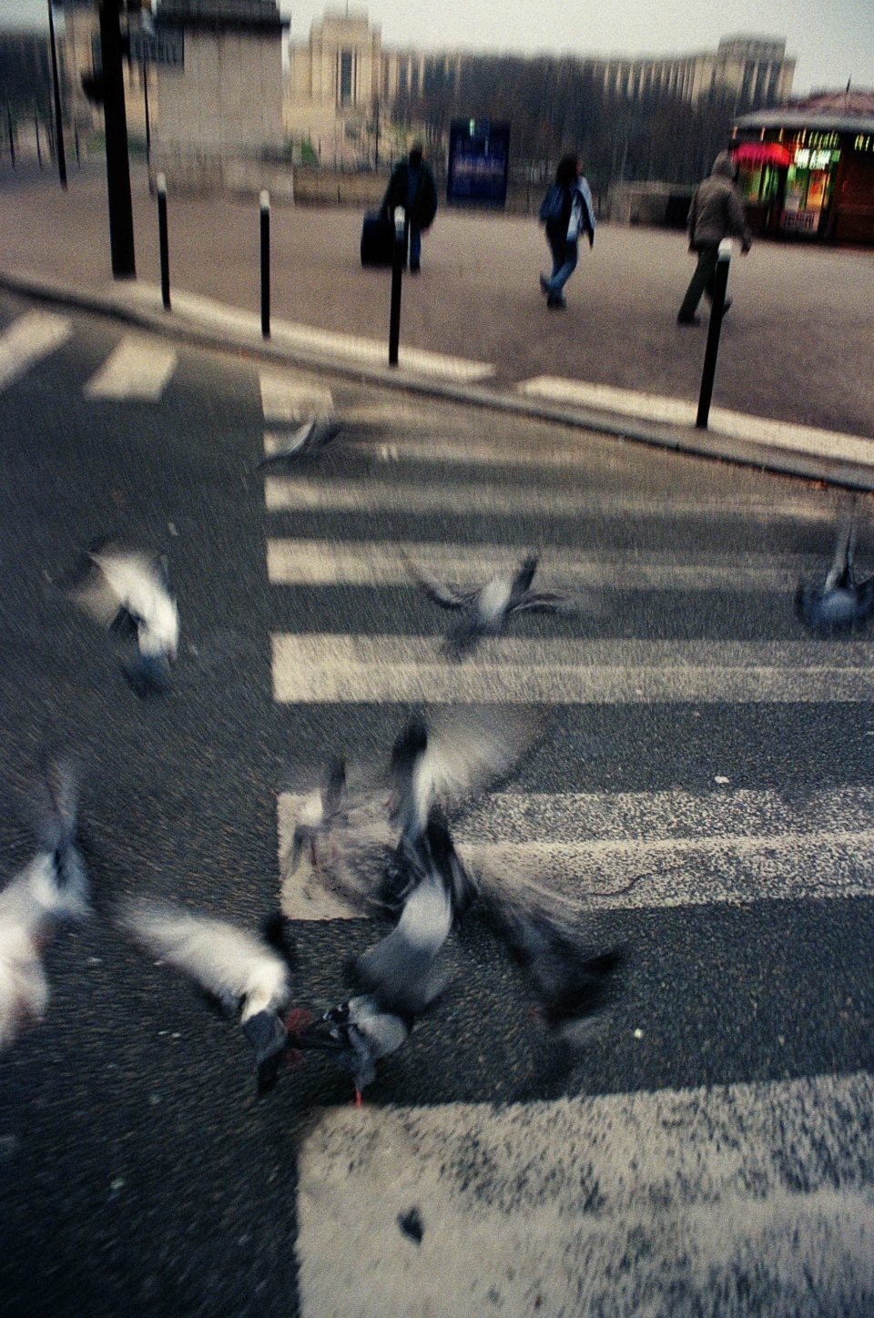 Doves on the street of Paris