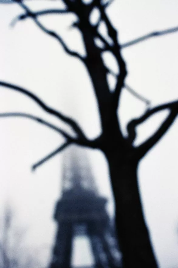 Tree and Eiffel Tower in Mist