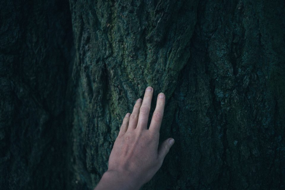 A hand touching a tree