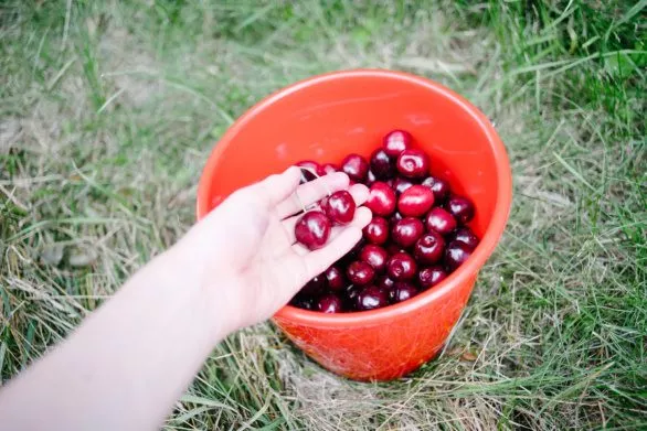Cherries in a red bucket