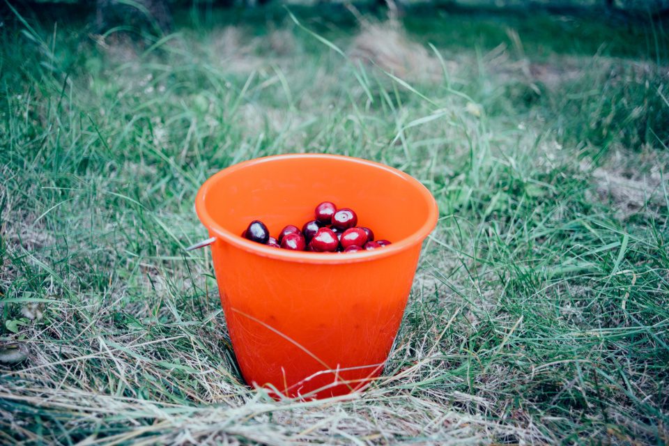 Red bucket with cherries