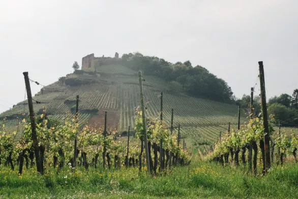 Vineyards in Staufen, Germany