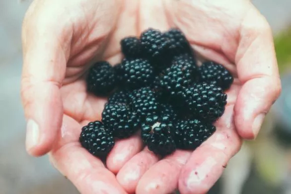 handful of blackberries