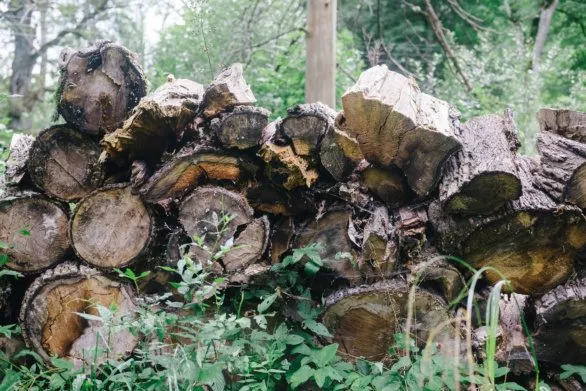 long-lying firewood