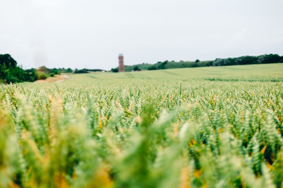 Field with lighthouse