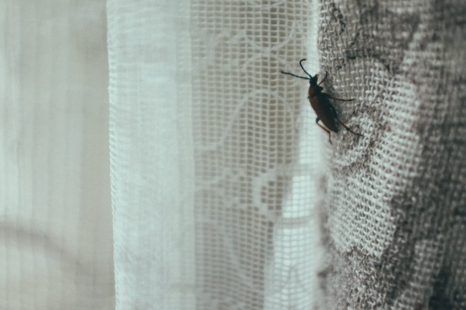 bug on the curtain