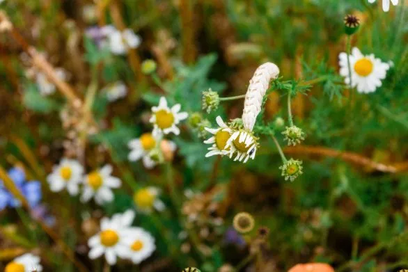 dry caterpillar on field flower
