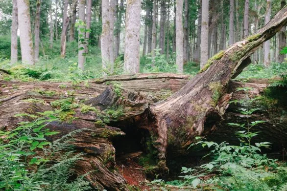 Giant fallen tree