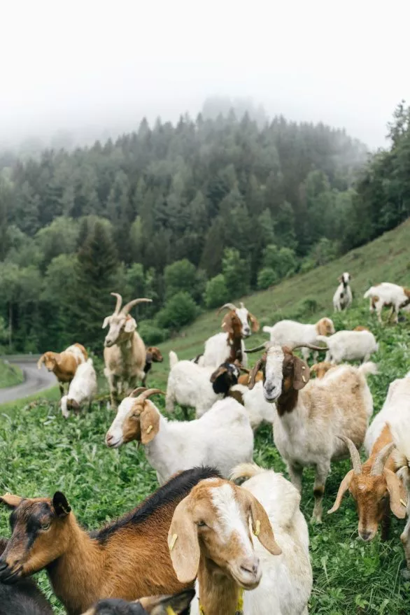 Goats on mountain pasture